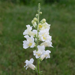 Madame Butterfly Ivory F1