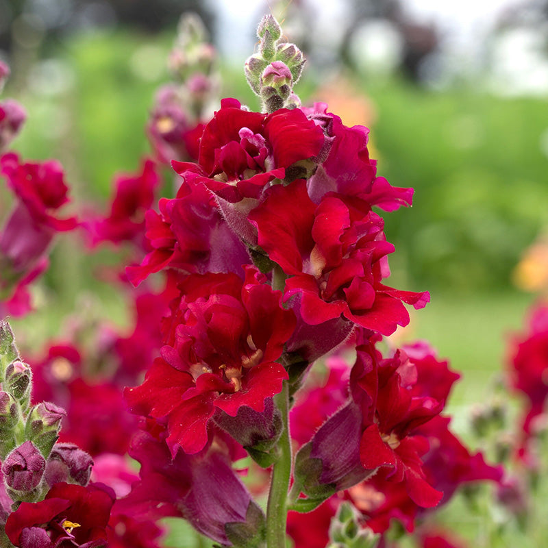 Leeuwenbek zaaien? - Madame Butterfly Red F1 kopen - Antirrhinum