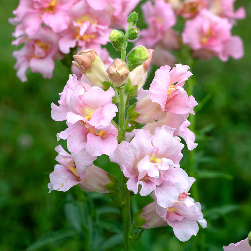  Madame Butterfly Pink F1