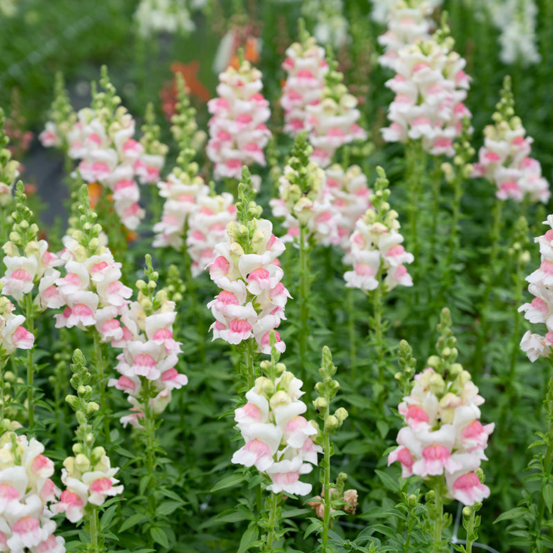 Antirrhinum  Potomac Appleblossom