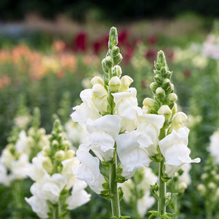 Antirrhinum Opus White F1