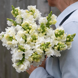 Antirrhinum Opus White F1