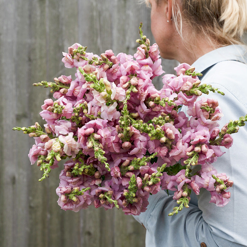 Antirrhinum Opus Lavender F1