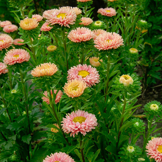 Callistephus QIS Matsumoto Apricot