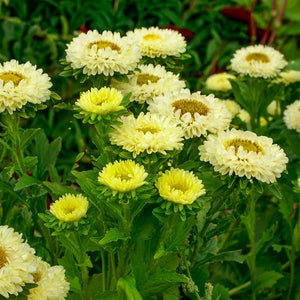 Zomeraster - QIS Matsumoto Yellow
