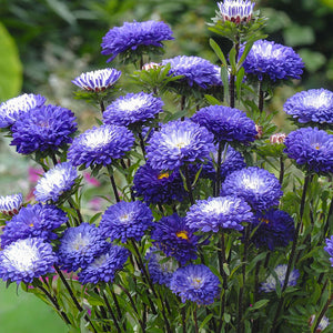 Zomeraster - QIS Matsumoto Blue Tipped