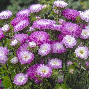 Zomeraster - QIS Matsumoto Pink Tipped