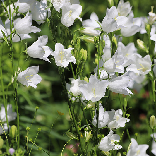 Klokjesbloem - White Bells