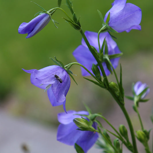 Klokjesbloem - Blue Bells