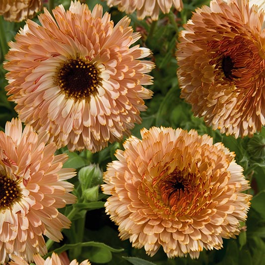 53100_1_800x800