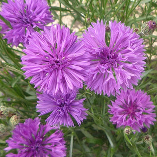 53332_800x800