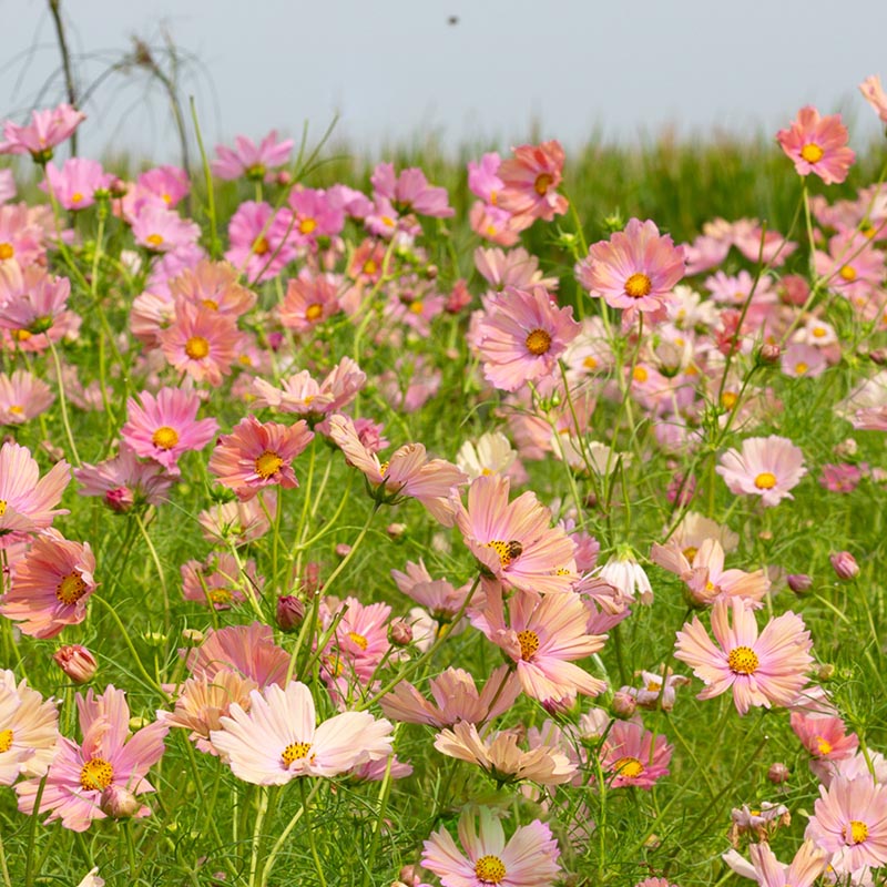 Zaaien en kweken van Cosmea's | Jansen Zaden