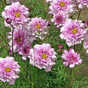 Cosmea - Double Click Bicolour Pink
