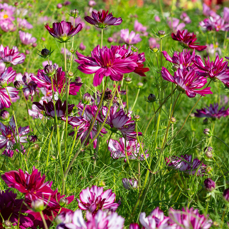 Cosmea kopen | Vanaf €1,67 | Cosmos bipinnatus zaaien