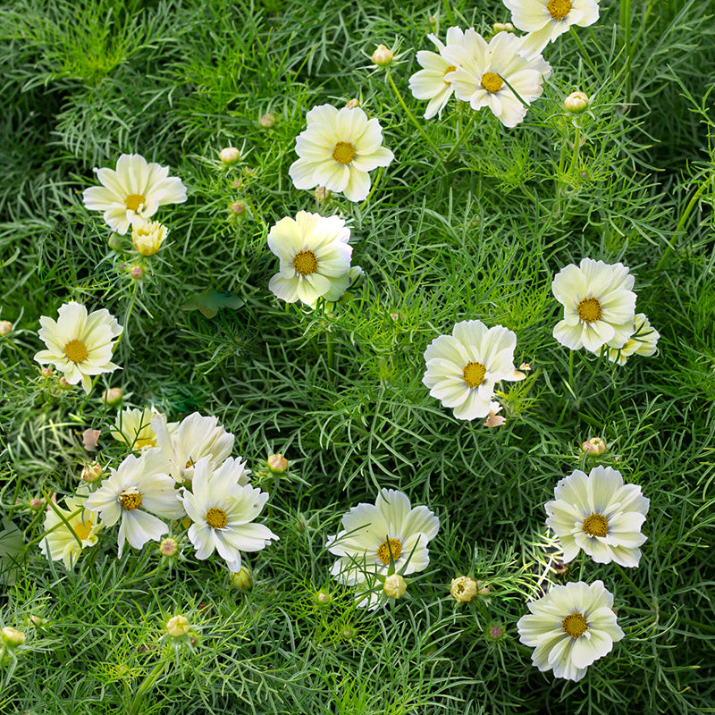 Cosmea kopen | Vanaf €1,67 | Cosmos bipinnatus zaaien