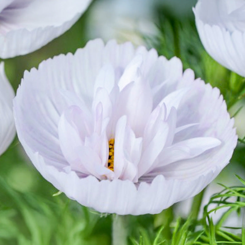 Cosmea kopen | Vanaf €1,67 | Cosmos bipinnatus zaaien