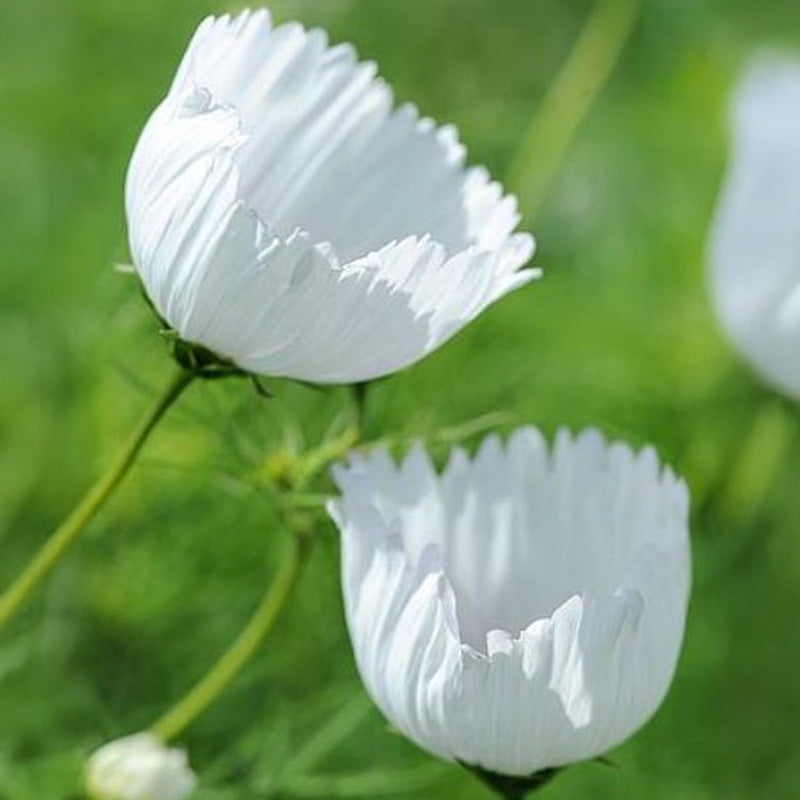 Cosmea kopen | Vanaf €1,67 | Cosmos bipinnatus zaaien