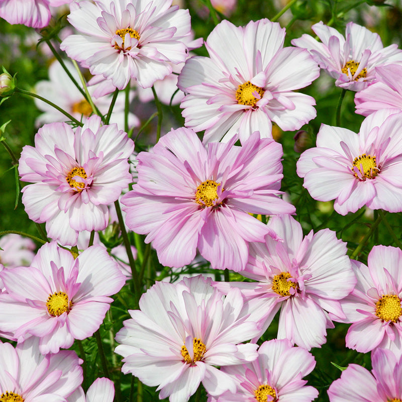 Cosmea kopen | Vanaf €1,67 | Cosmos bipinnatus zaaien