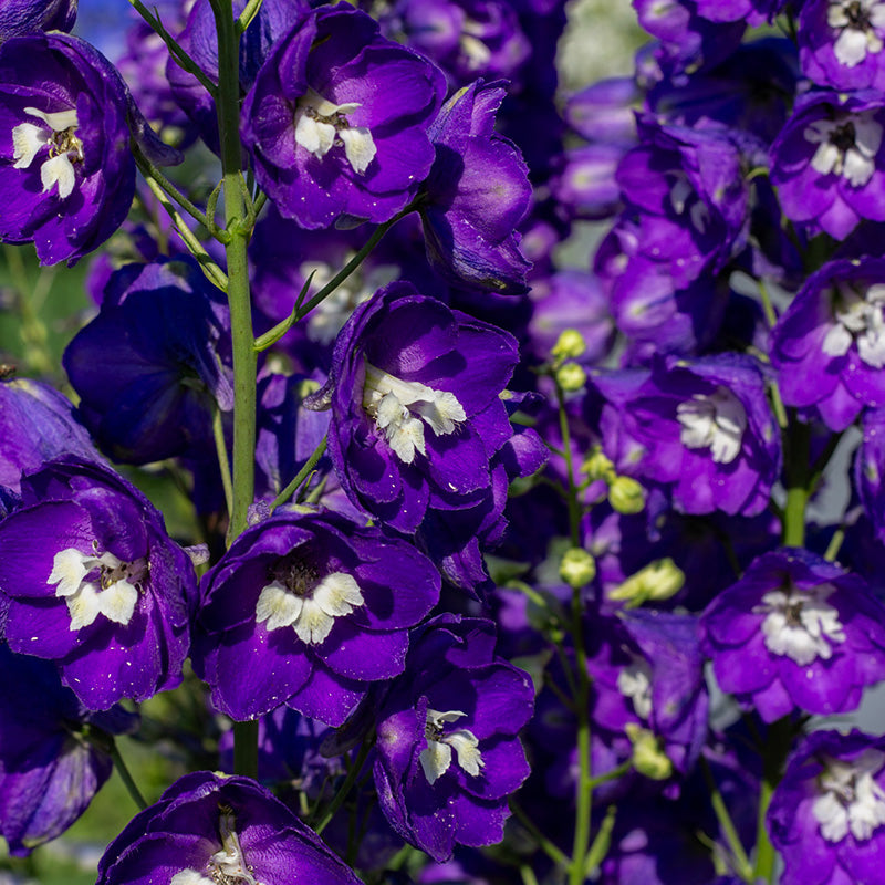 55200_1_800x800