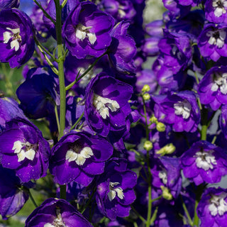 55200_1_800x800