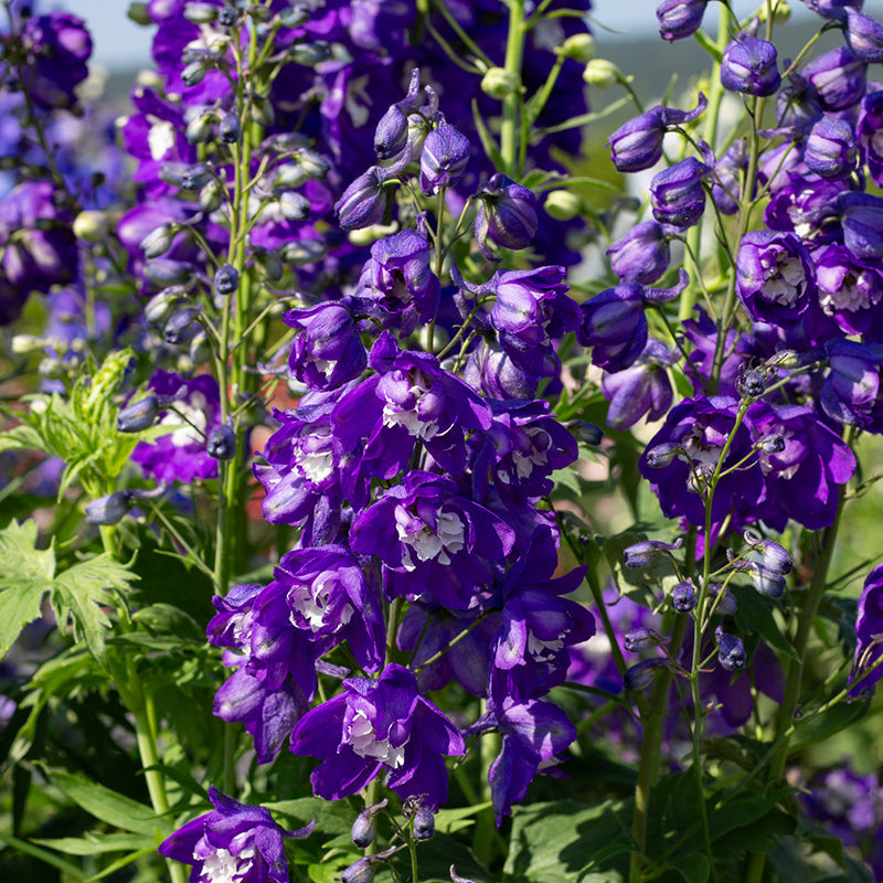 55200_800x800