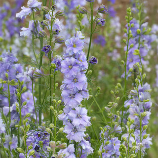 Delphinium QIS Light Blue