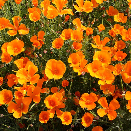55250_800x800