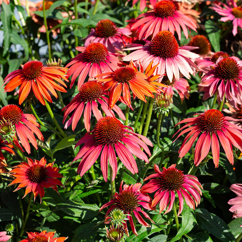 Zonnehoed zaden kopen? Echinacea purpurea van topkwaliteit!
