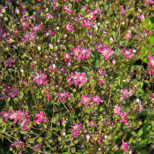 Gipskruid - Kermesina