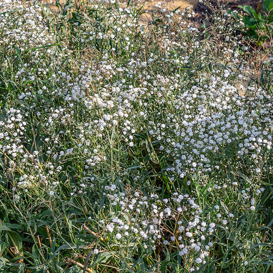 55275_800x800
