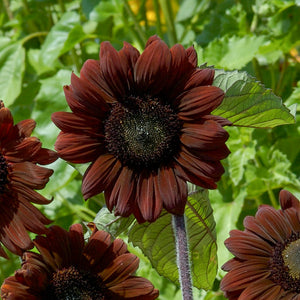 Zonnebloem - Claret F1