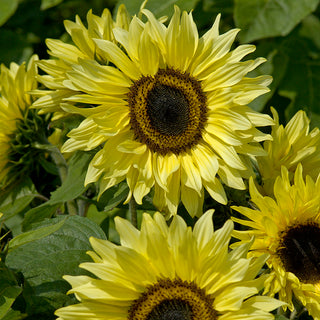 Zonnebloem - Garden Statement