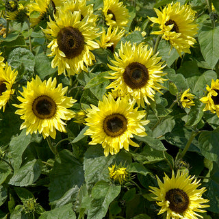 Zonnebloem - Garden Statement