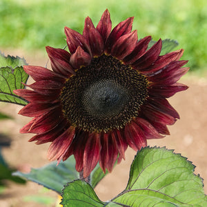 Zonnebloem - ProCut Red F1