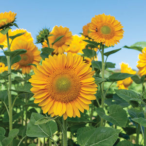 Zonnebloem - ProCut Gold Lite F1