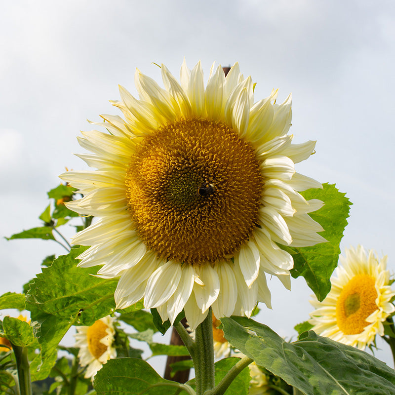 files/59220_800x800_a5af3fcb-ebd3-485c-97d5-5d2c15f85427.jpg
