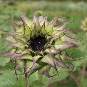 Zonnebloem - Sun-Fill Purple F1