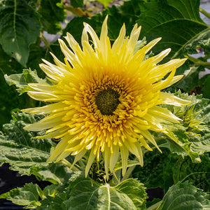 Zonnebloem - Lemon Cutie F1