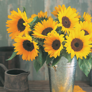 Zonnebloem - Sunrich Orange Summer F1