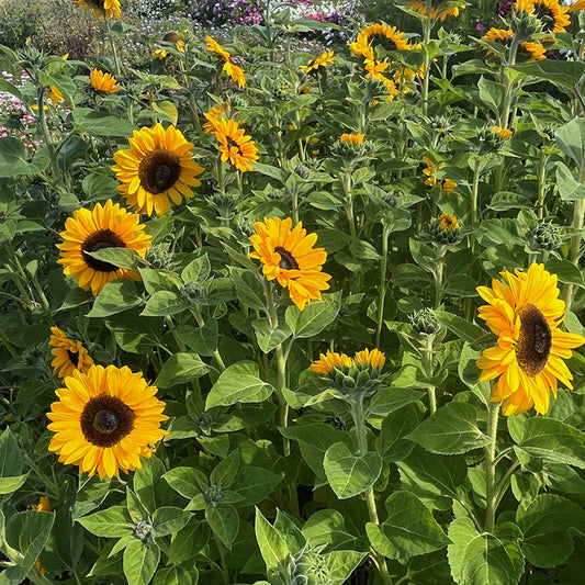 Zonnebloem QIS Orange F1