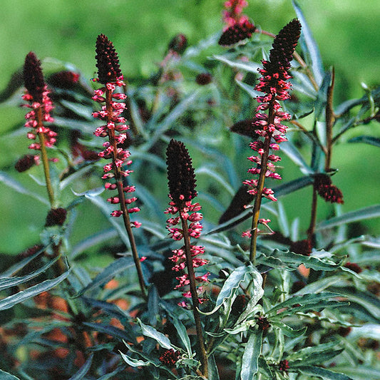 Wederik - Beaujolais