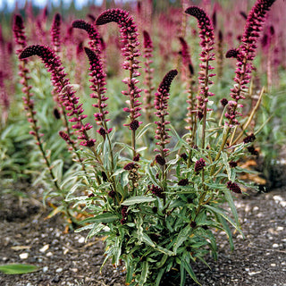 Wederik - Beaujolais
