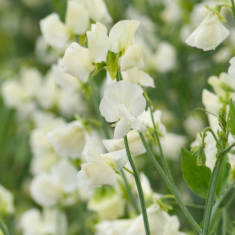 Siererwt - Spring Sunshine QIS Cream