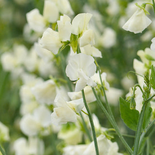 Siererwt - Spring Sunshine QIS Cream