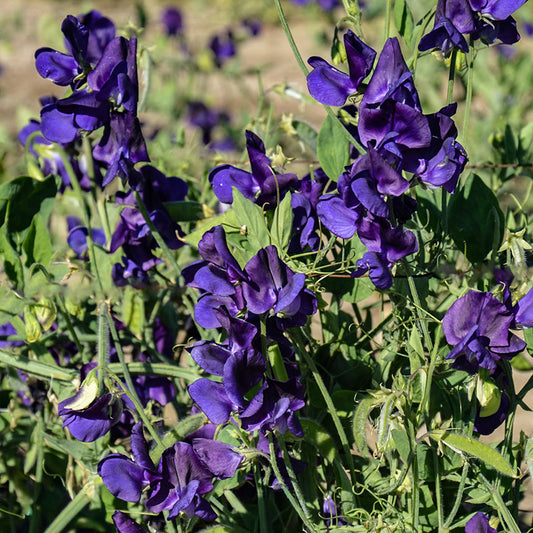 Lathyrus Spencer Flagship