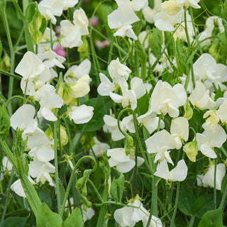 Siererwt - Spencer Ice Cream