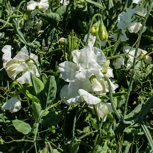 Siererwt - White Supreme