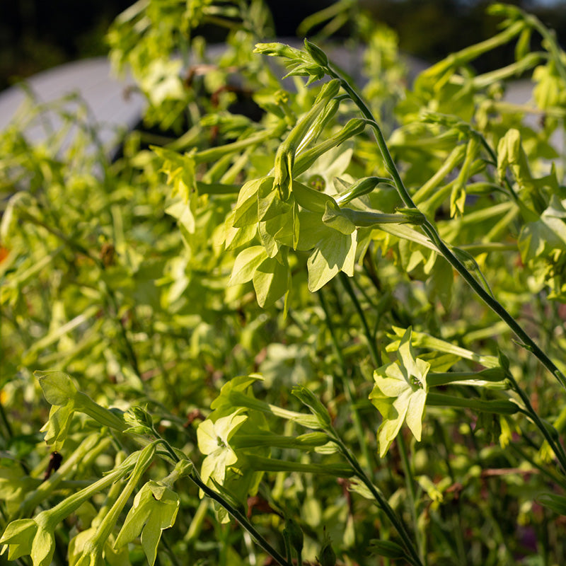 Tabaksplant | Lime Green | Nicotiana x sanderae | Jansen Zaden