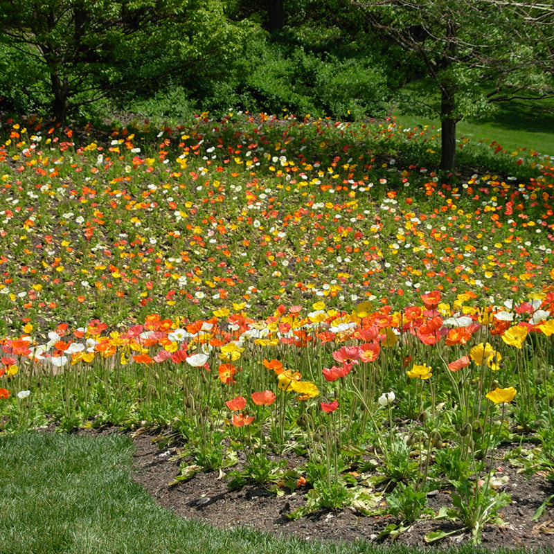 62890 (2)_800x800