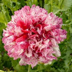 Papaver - Flemish Antique